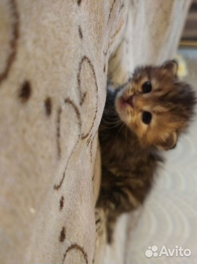 Котята в добрые руки бесплатно