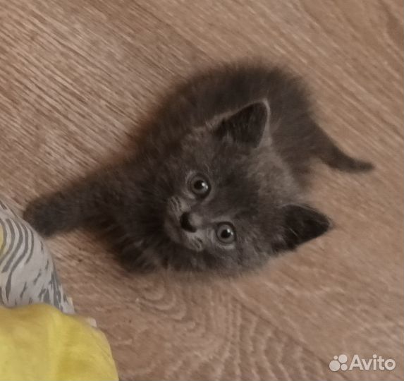 Котенок мальчик в добрые руки