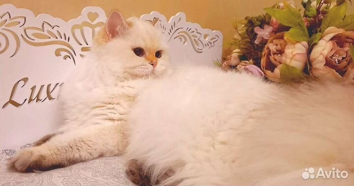 Золотая шиншилла поинт