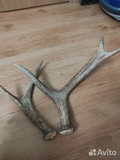Рога лося для поделок и корм животным