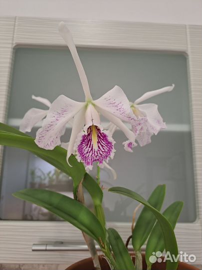 Каттлея Maxima