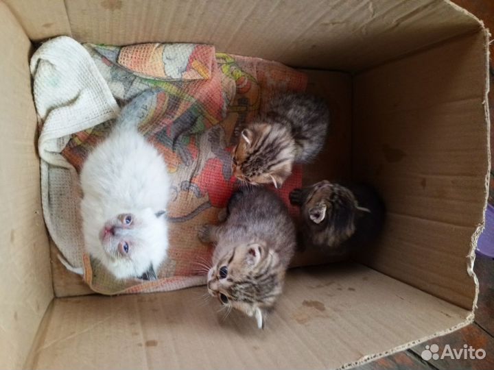 Котята отдам в добрые руки бесплатно