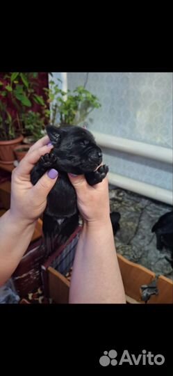 Щенки лабрадора