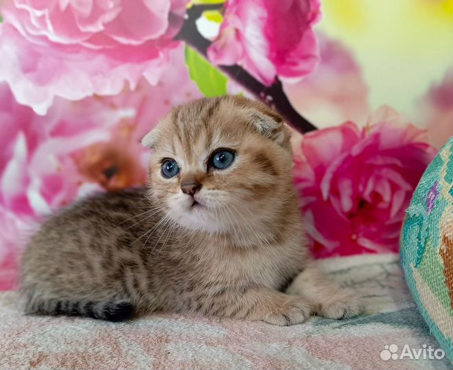 Шотландский вислоухий малыш мальчик