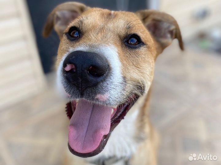 Собака в добрые руки отдам бесплатно