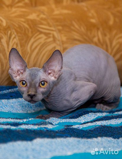 Канадский сфинкс