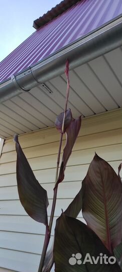 Клубни канны