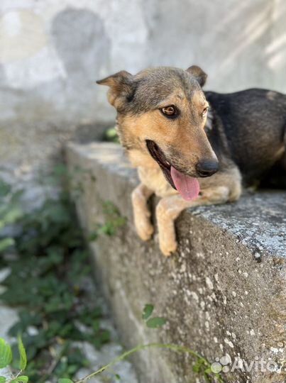 Очень ласковая собака