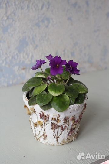 Фиалка Виолетка