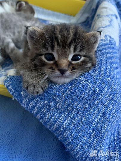 Кошки в добрые руки бесплатно
