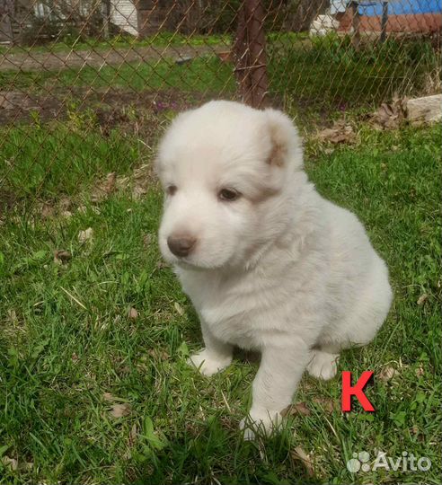 Собаки щенки