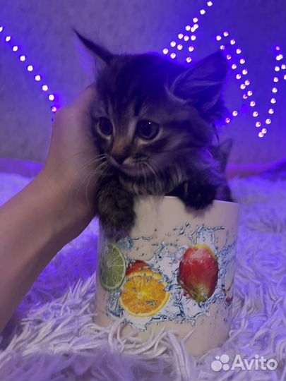 Котята мышеловы в добрые руки