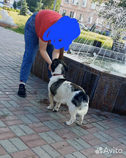 Собака в добрые руки