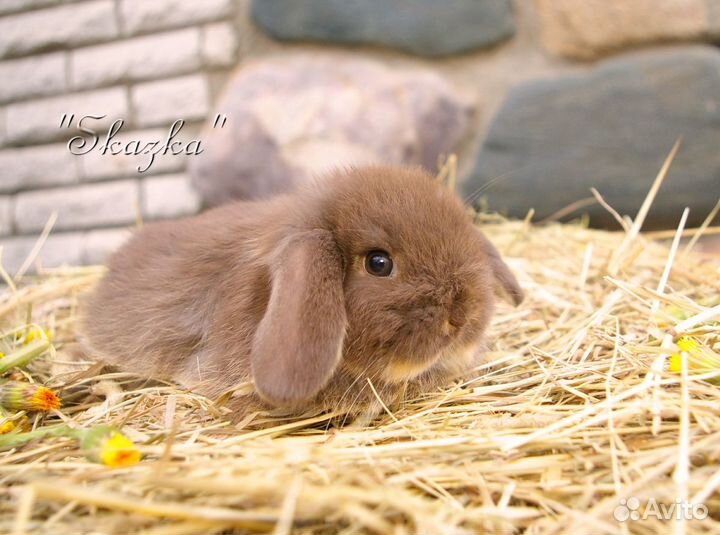 Карликовые мини кролики
