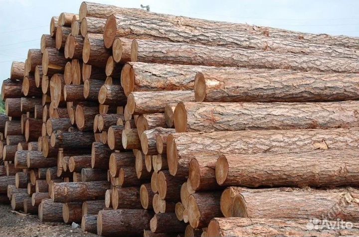 Пиловочник хвойный длина 6,05м