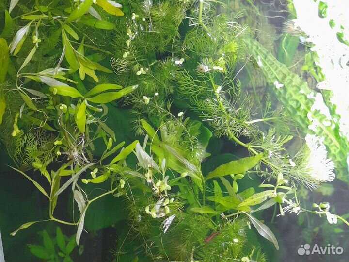 Растения, для аквариума