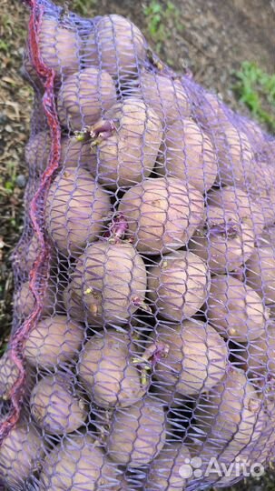 Семенной картофель