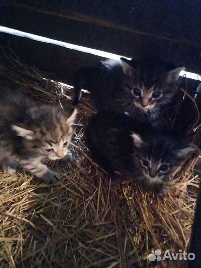 Кошка в дар