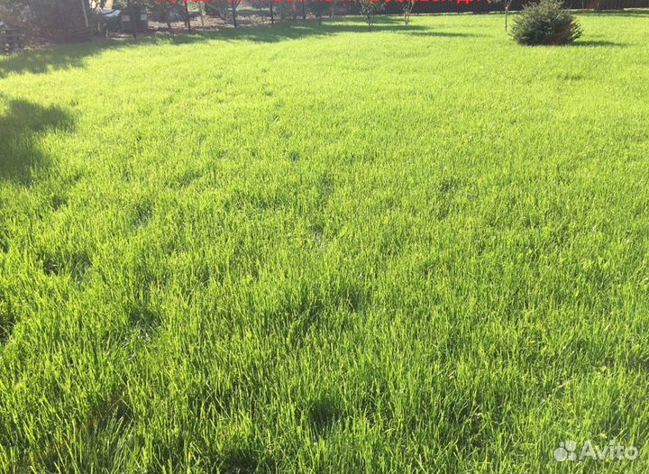 Семена газонной травы