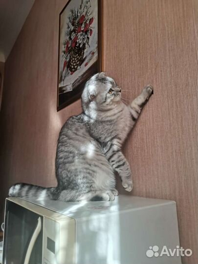 Шотландский вислоухий вязка