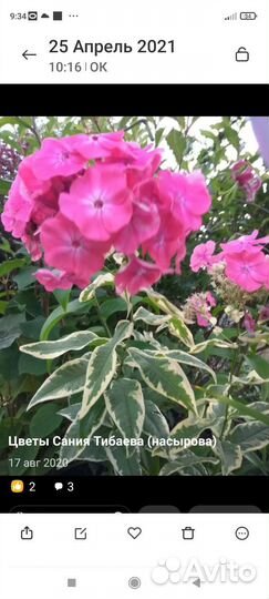 Модные и редкие цветы для открытого грунта