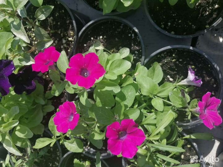 Калибрахоа, петуния