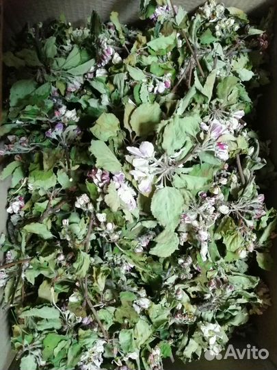 Сено Разнотравье и Отборное, вкусь для шиншилл