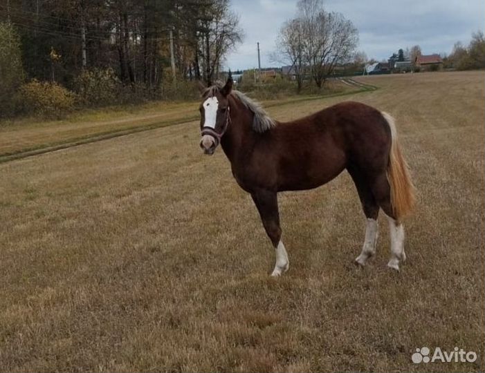 Кобыла советский тяжеловоз