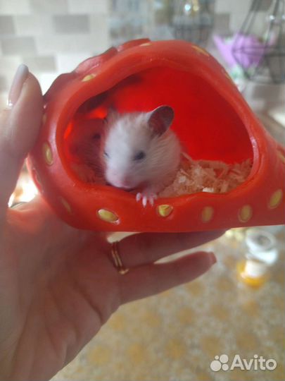 Сирийский хомяк