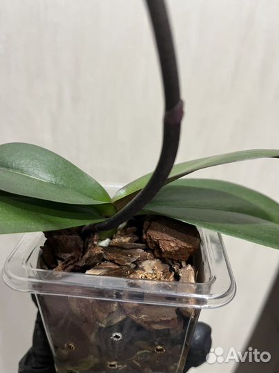 Фаленопсис Summer Breath