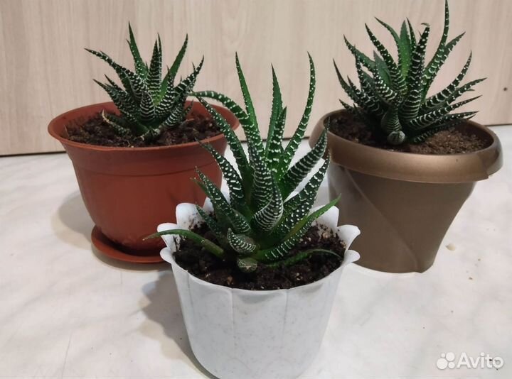 Кактусы и суккуленты