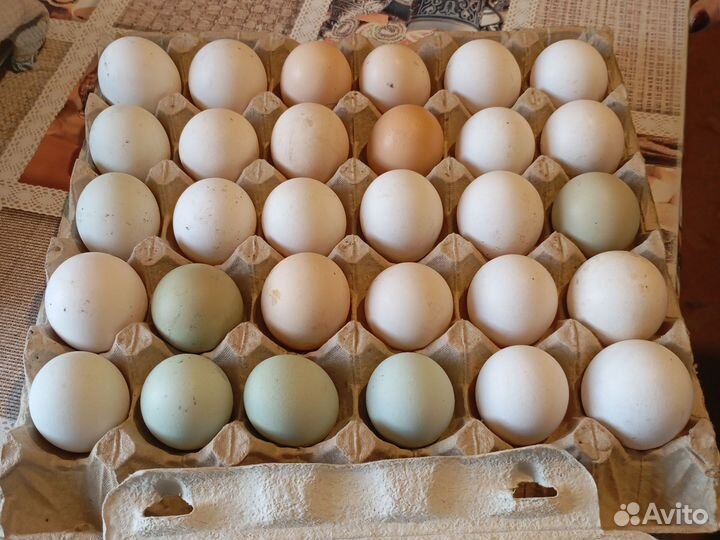 Домашние куриные яйца оптом