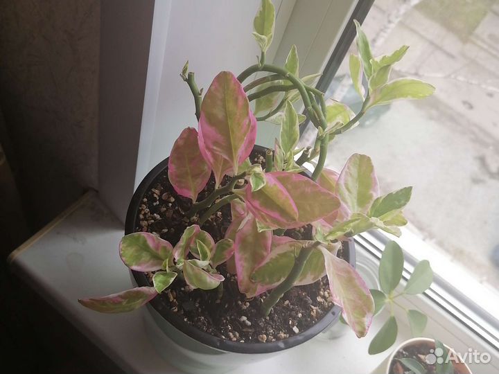 Педилантус