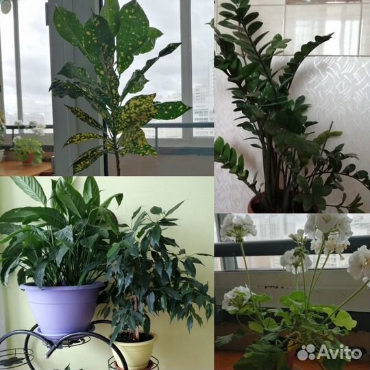 Комнатные растения