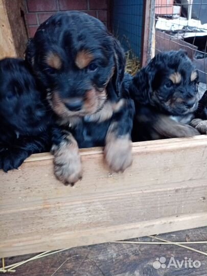 Щенки спаниеля