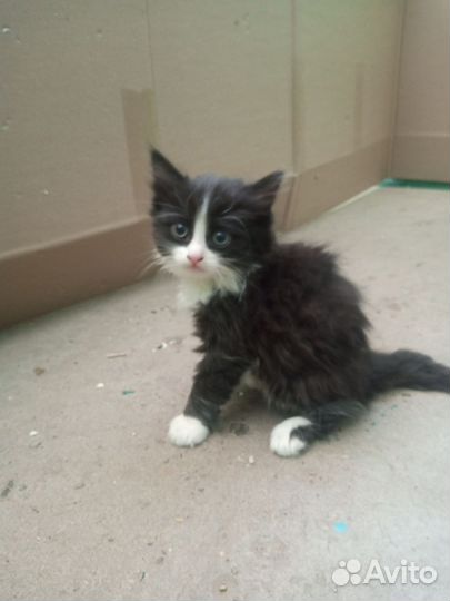 Отдаем котенка в добрые руки