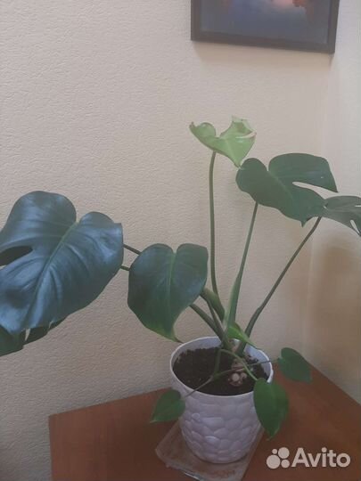 Папиромия,осока