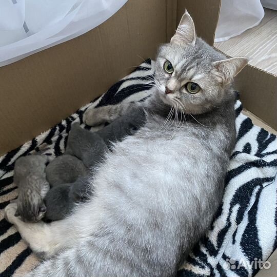 Шотландские котята