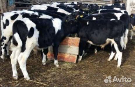 Бычки и телята