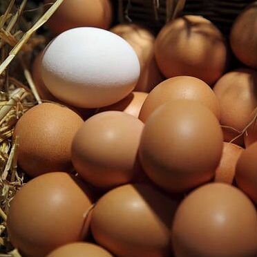 Инкубационное яйцо