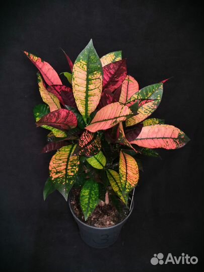 Кротон миссис айстон 19/60-68