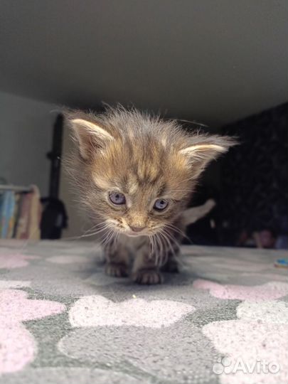 Котята мейн-кун