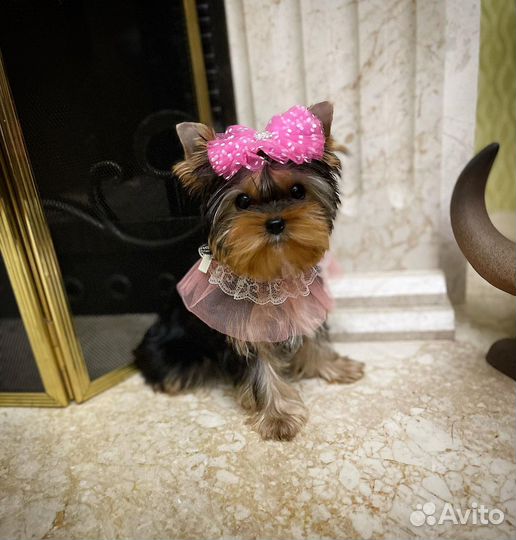 Мини девочка vip эксклюзив