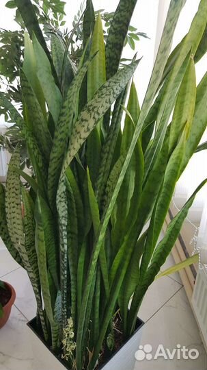 Сансевиерия