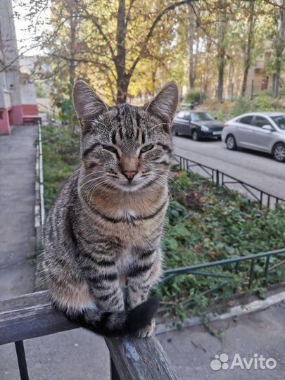 Василек ищет дом