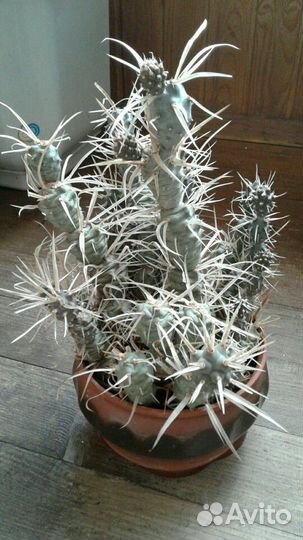 Кактусы и суккуленты