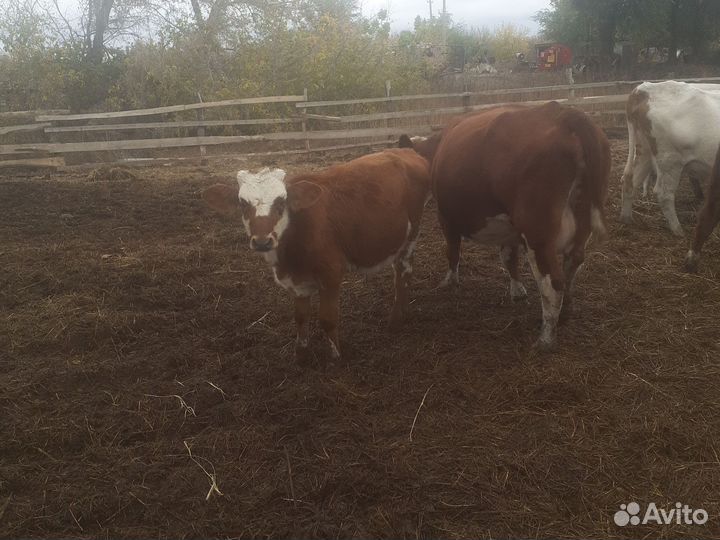 Бычки и телочки 4-7м