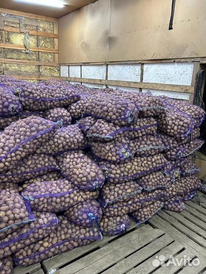 Продам продовольственный картофель