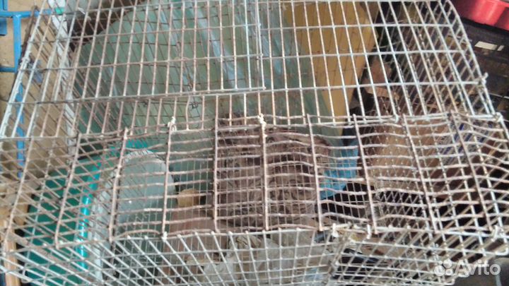 Большая клетка для перевозки курочек и т.д