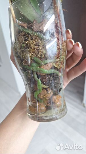 Фаленопсис Хельсинки